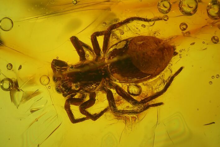 Detailed Fossil Spider (Araneae) in Baltic Amber #170043